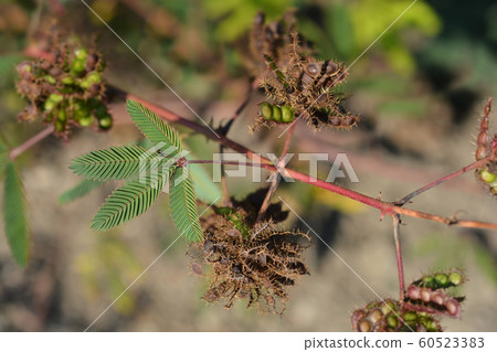 Common sensitive plant 60523383