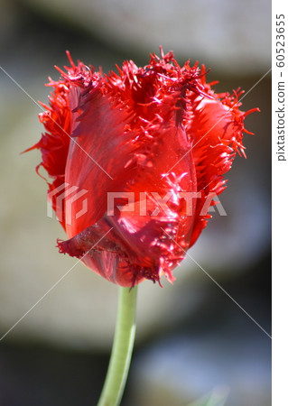 red tulip red tulip 60523655