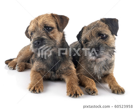 border terriers in studio 60523958