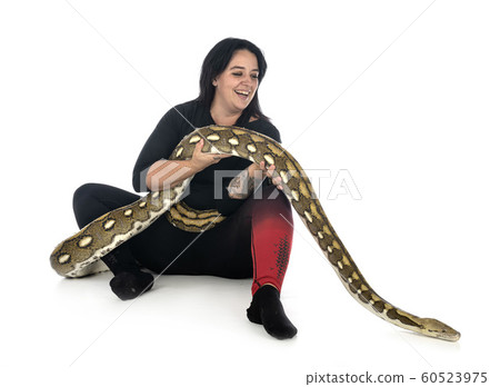 Reticulated python in studio Reticulated python in studio 60523975