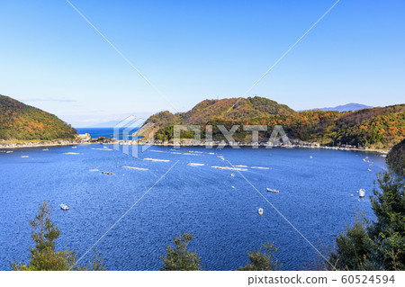 Mikata Goryo 60524594