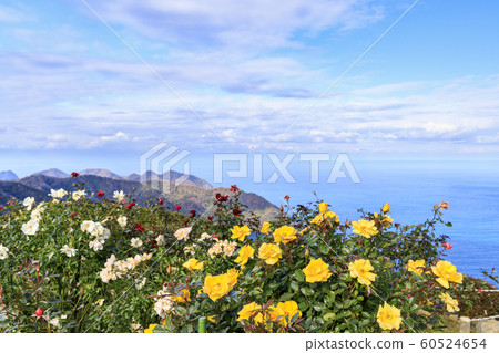 Mikata Goryo 60524654