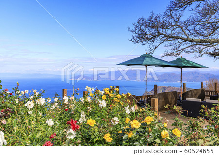 Mikata Goryo 60524655