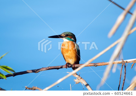 野生鳥翠鳥 野生鳥翠鳥 60524661