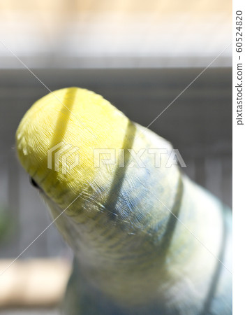Budgerigar head Budgerigar head 60524820