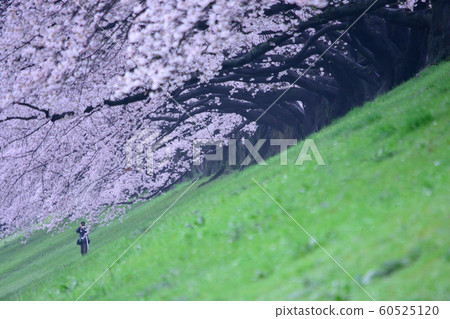 Cherry blossom row of cherry trees 60525120