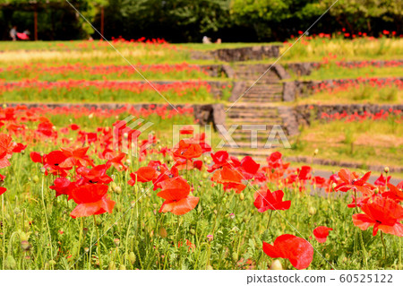 Poppy poppy red 60525122