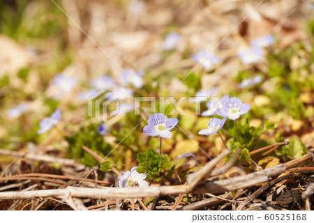 Persian speedwell 60525168