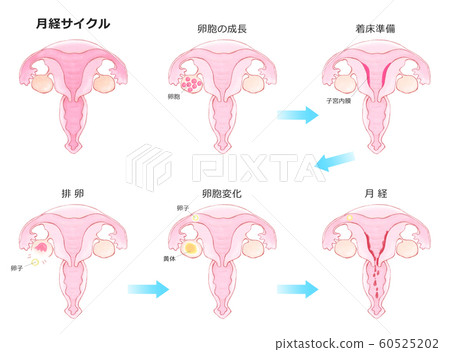 月經週期子宮機制 月經週期子宮機制 60525202
