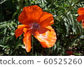Blossoming poppy Blossoming poppy 60525260