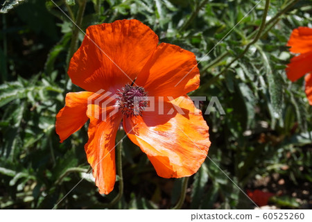 Blossoming poppy 60525260