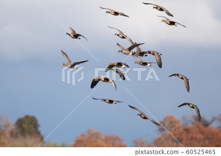 大山雀槍04在秋天飛葉背景 大山雀槍04在秋天飛葉背景 60525465