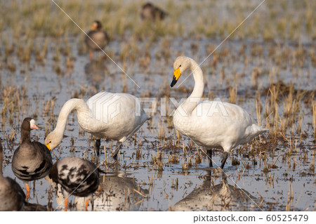 Whooper swan foraging in the rice field 60525479