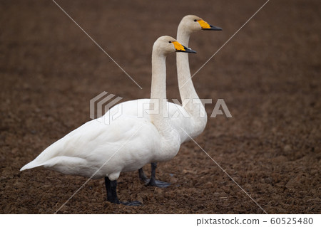 在伊豆沼附近休息的天鵝 60525480