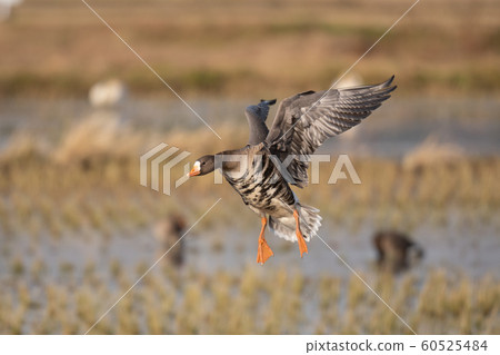 Magan landing on Izunuma and rice fields Magan landing on Izunuma and rice fields 60525484