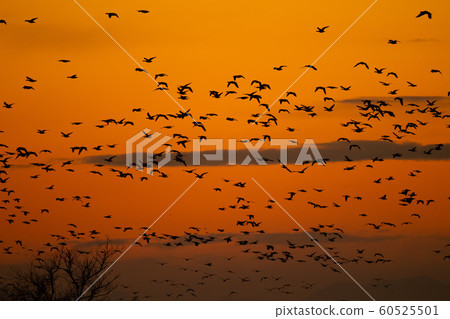 槍進入泉居 60525501