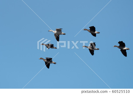 白甘和瑪根在藍藍的天空中飛翔 白甘和瑪根在藍藍的天空中飛翔 60525510