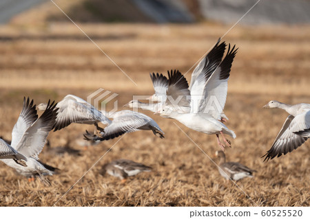 Jumping out of Izunuma and Hakugan 02 60525520