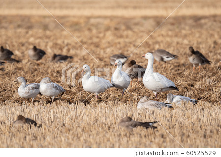 白泉09冬在泉沼 白泉09冬在泉沼 60525529