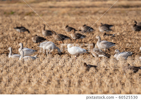 10 Hakugans wintering in Izunuma 60525530