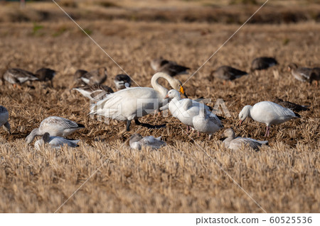 天鵝槍和Who天鵝在伊豆沼市越冬 天鵝槍和Who天鵝在伊豆沼市越冬 60525536