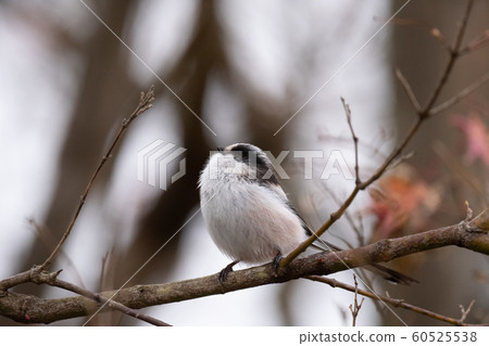 Cute Enaga 02 from Izunuma 60525538