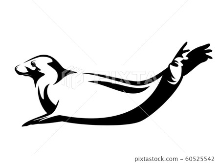 atlantic grey seal black and white vector outline design atlantic grey seal black and white vector outline design 60525542