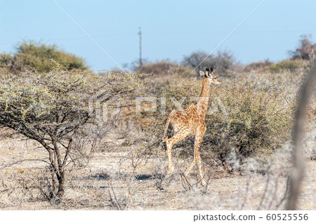 Giraffe on the plains of Etosha National Park 60525556
