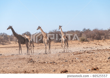 A group of Giraffes gathering near a waterhole in Etosha National Park. A group of Giraffes gathering near a waterhole in Etosha National Park. 60525557