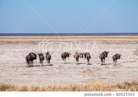 Wildebeest on the plains of Etosha National Park 60525565