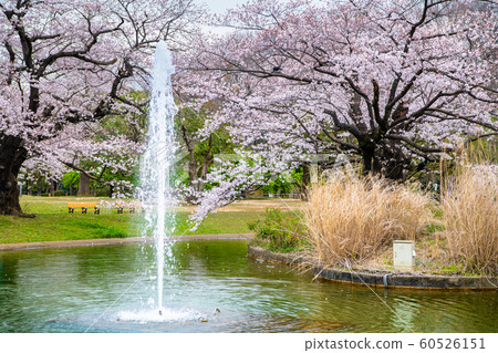 東京代代木公園水廊和盛開的櫻花 60526151