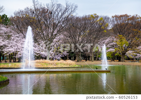 東京代代木公園水廊和盛開的櫻花 60526153