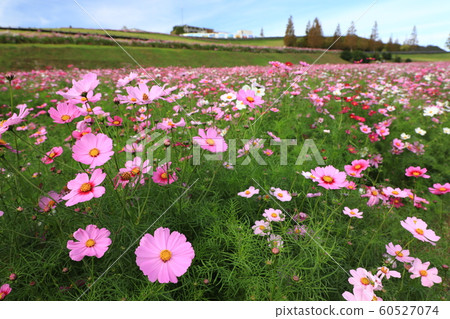 秋天的藍天和波斯菊領域 60527074