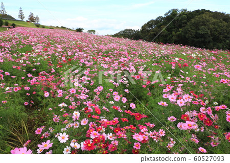 Autumn blue sky and cosmos field 60527093