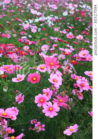 秋天的藍天和波斯菊領域 60527094