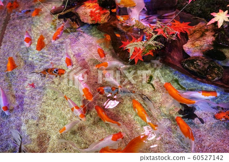 Miyajima Aquarium Miyajima Aquarium 60527142