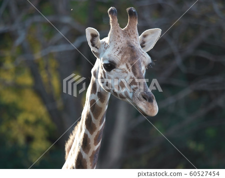Giraffe at Nagoya Higashiyama Zoo and Botanical Garden in Autumn 60527454