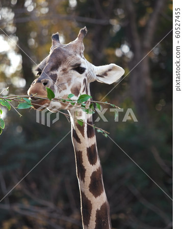 Giraffe at Nagoya Higashiyama Zoo and Botanical Garden in Autumn 60527455
