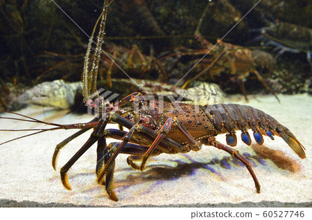 Ise shrimp Ise shrimp 60527746
