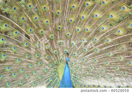 Peacock indian peacock courtship 60528058