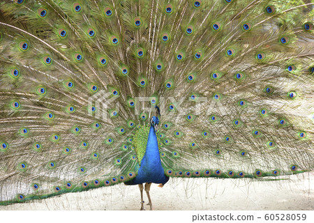 Peacock indian peacock courtship 60528059