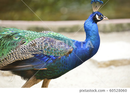 Peacock indian peacock courtship 60528060