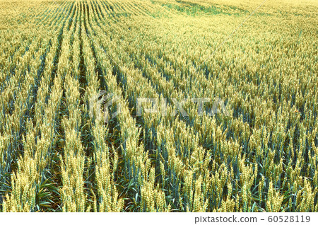 A field of young wheat. Agricultural landscape A field of young wheat. Agricultural landscape 60528119