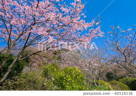 Cherry blossom Cherry blossom 60528136