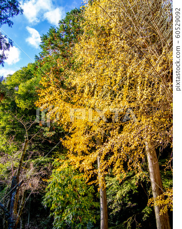 [靜岡縣伊豆市]秋天的修善寺奧之隱寺[銀杏樹，秋天的落葉] 60529092