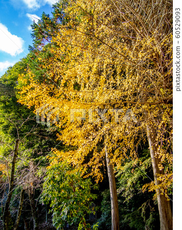 [靜岡縣伊豆市]秋天的修善寺奧之隱寺[銀杏樹，秋天的落葉] 60529093