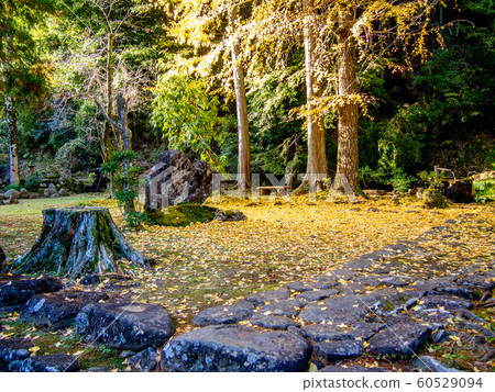 [靜岡縣伊豆市]秋天的修善寺奧之隱寺[銀杏樹，秋天的落葉] 60529094