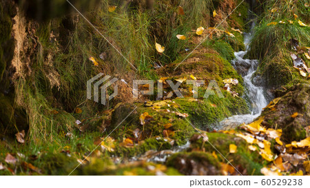 A small stream among the autumn leaves. 60529238
