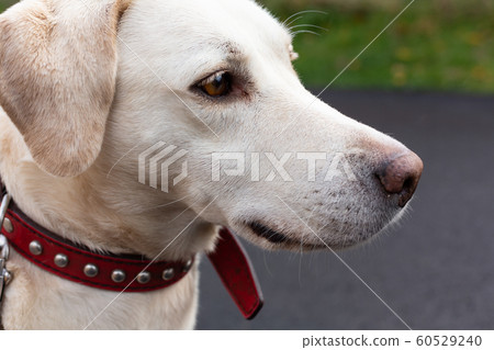 Close-up of a beautiful big white dog looking to the side. 60529240