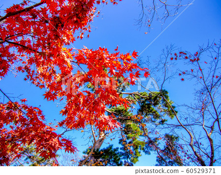 [Izu, Shizuoka] Shuzenji maple forest [Autumn] 60529371